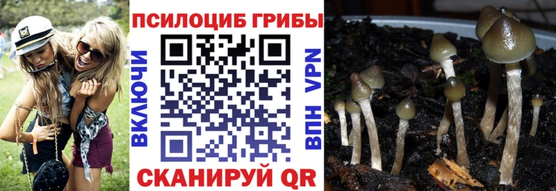 где купить наркоту  Ершов  blacksprut ТОР  Псилоцибиновые грибы мицелий 
